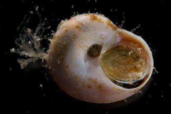 Media type: image;   Malacology 394025 Description: Image of live gastropod taken shortly after collection with operculum attached.;  Aspect: BAS